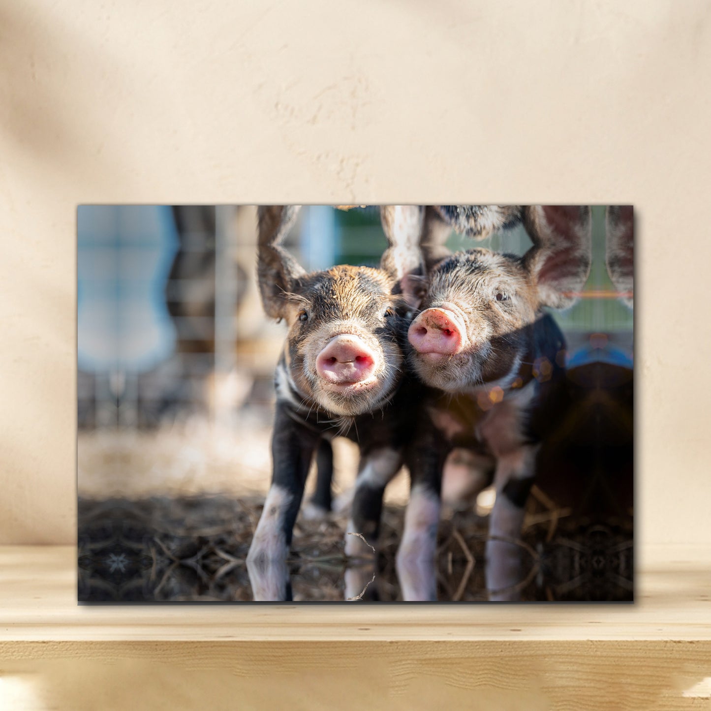 Charming Piglet Portraits Canvas Wall Art