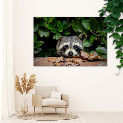 Peek-a-Boo Raccoon Canvas Wall Art in the Woods