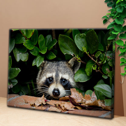 craftcanvases.com peek-a-boo raccoon canvas wall art in the woods