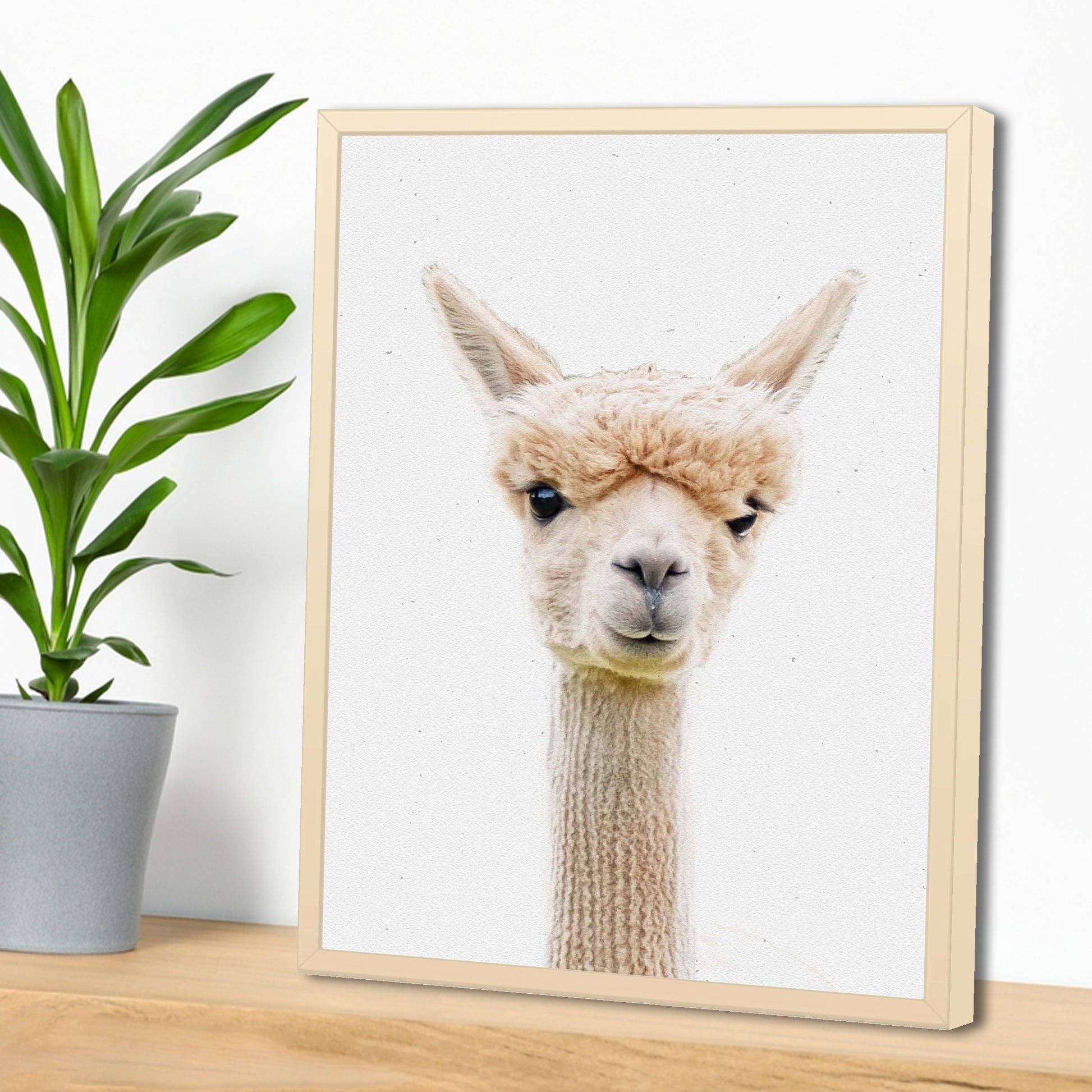 Alpaca with Stylish Bangs Canvas