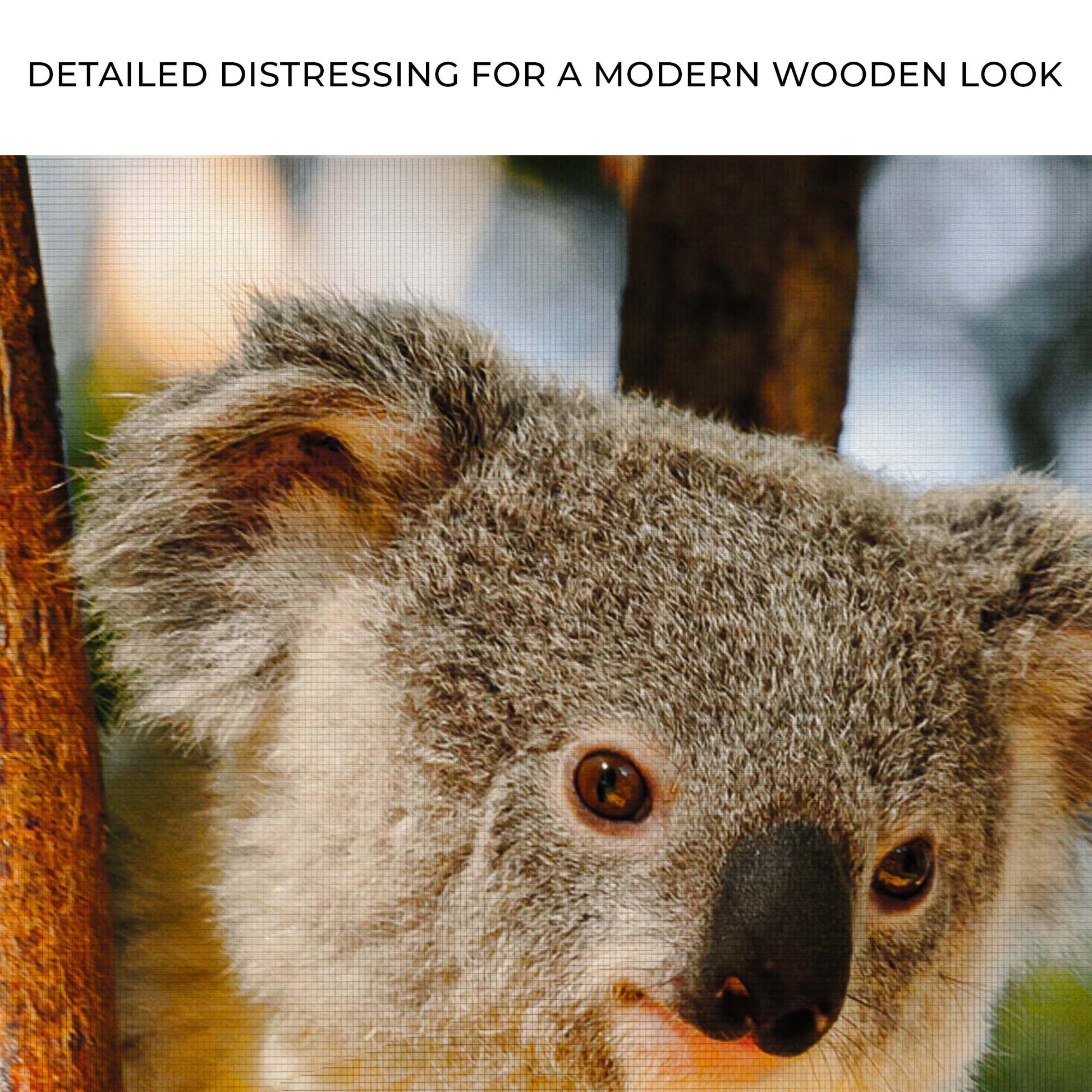 Photogenic Koala  Canvas Wall Art in the Forest