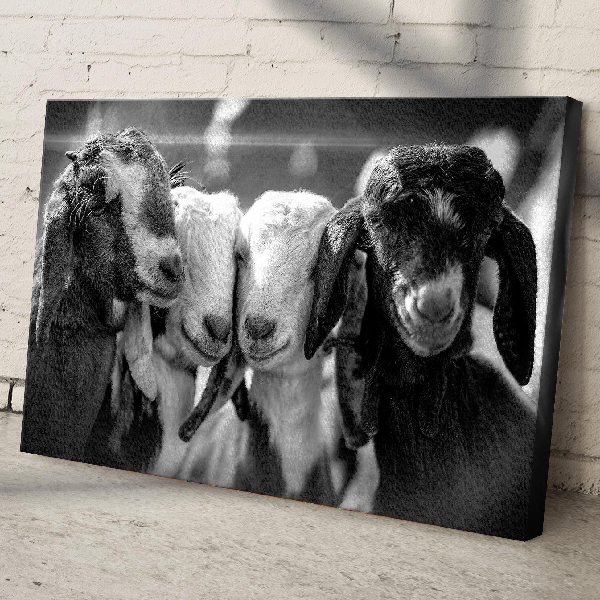 Playful Kids Black and White Goats Canvas Wall Art