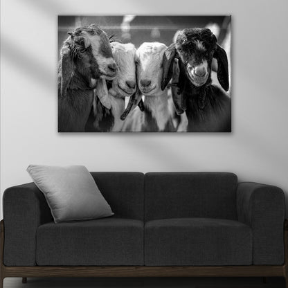 Playful Kids Black and White Goats Canvas Wall Art