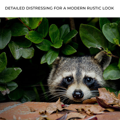 craftcanvases.com peek-a-boo raccoon canvas wall art in the woods