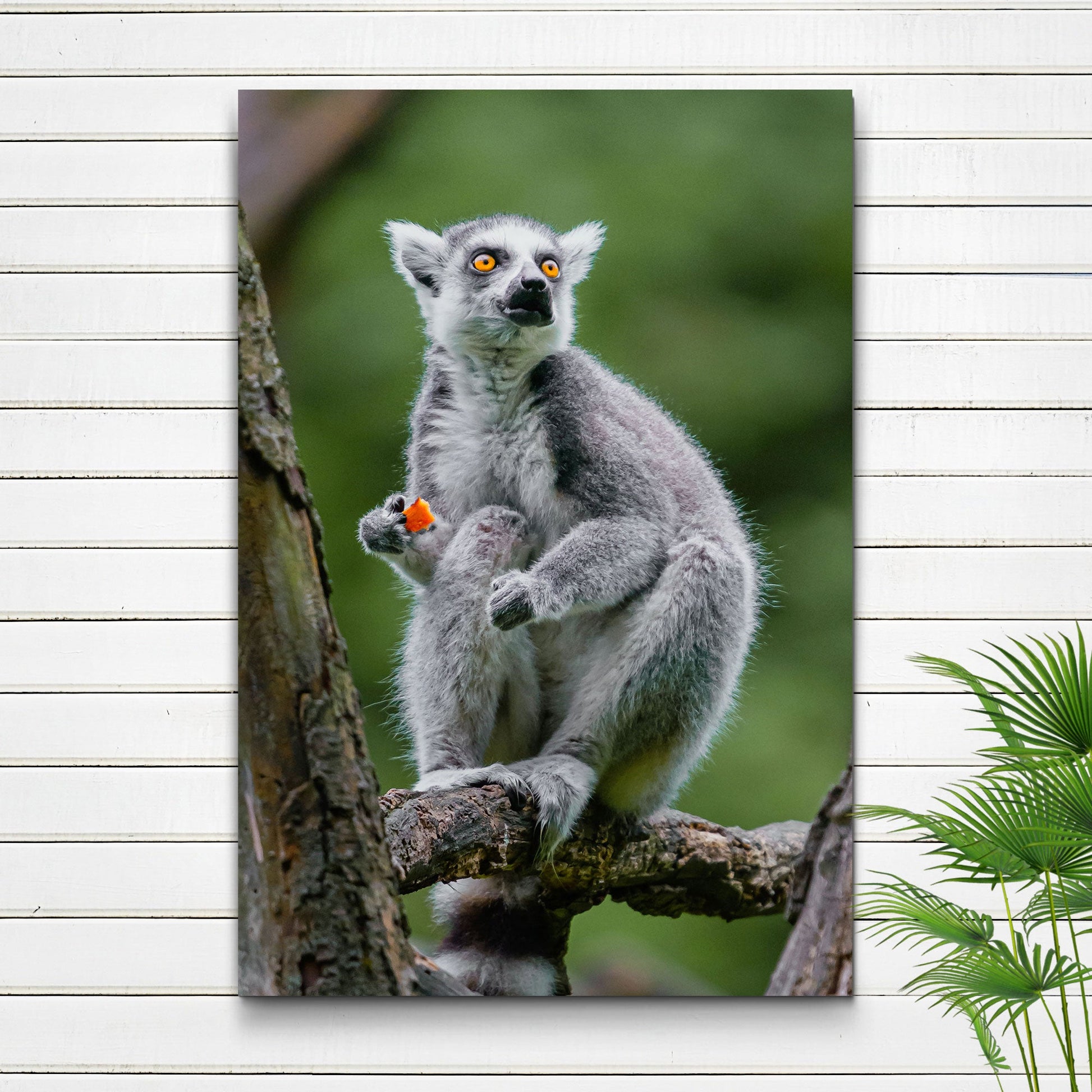 Stunned Lemur Expression  Canvas Wall Art