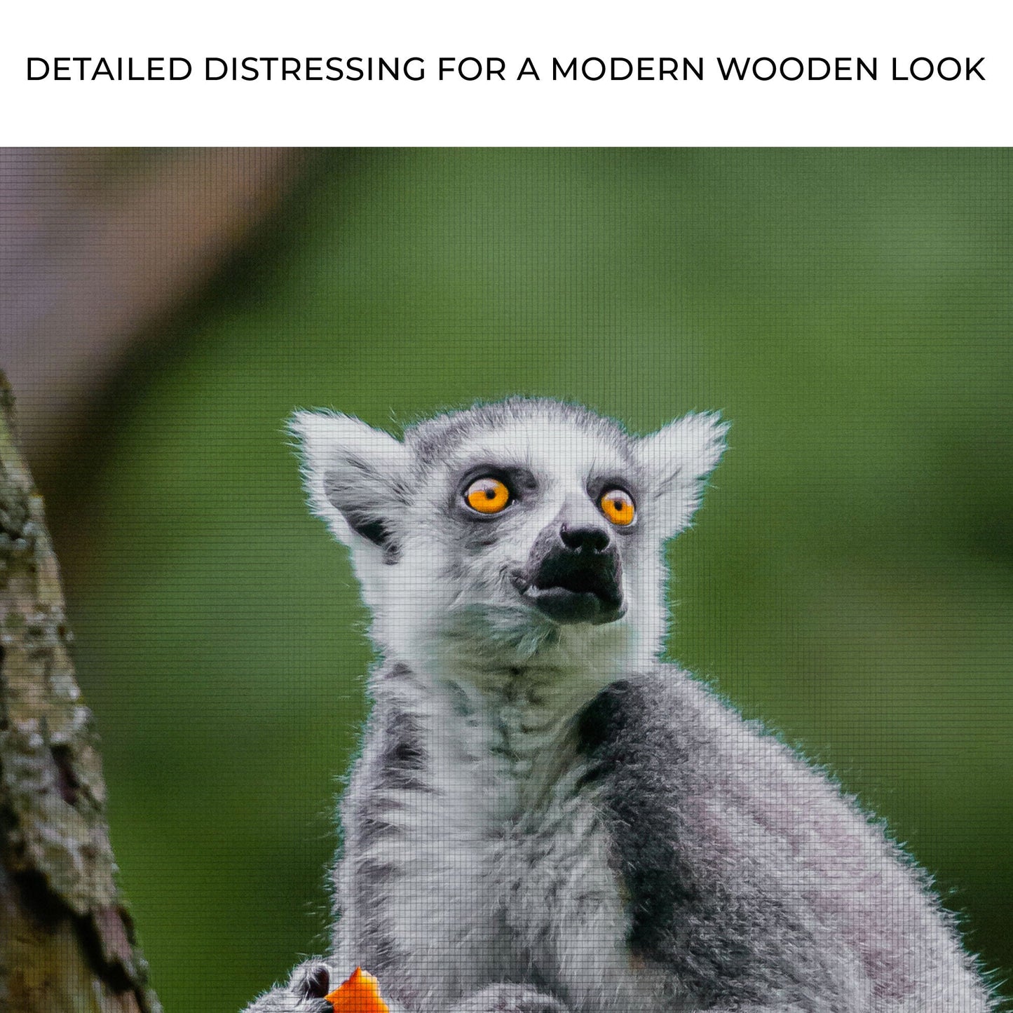 Stunned Lemur Expression  Canvas Wall Art