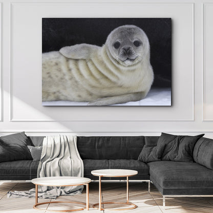 Canvas Wall Art  Adorable Arctic Seal Pup