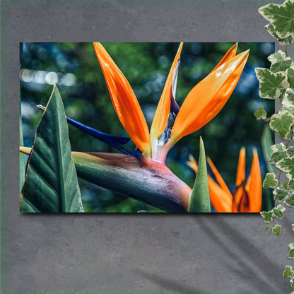Exotic Plumage Bird of Paradise Canvas Wall Art