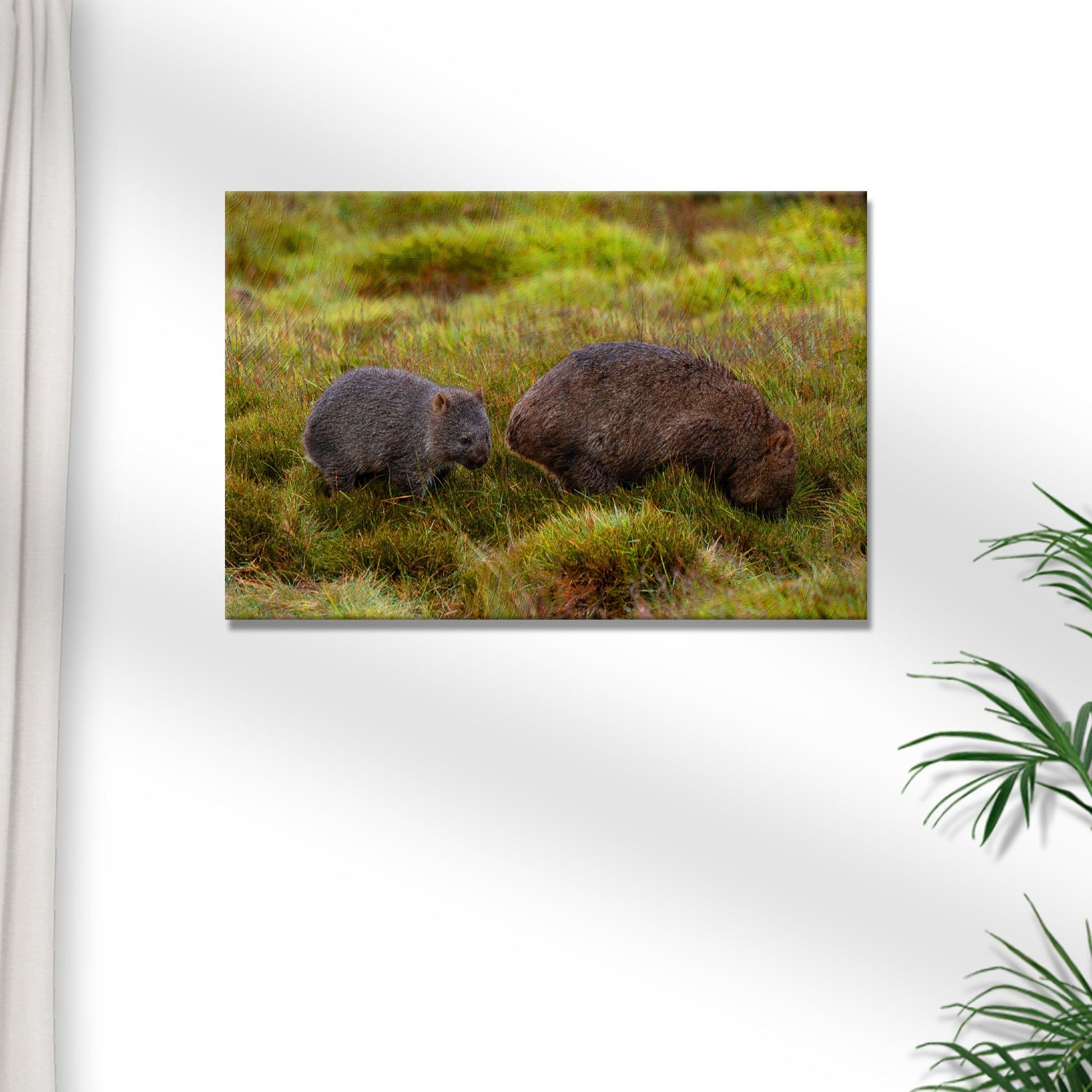 Wombat in the Field  Canvas Wall Art with Serene Vibes