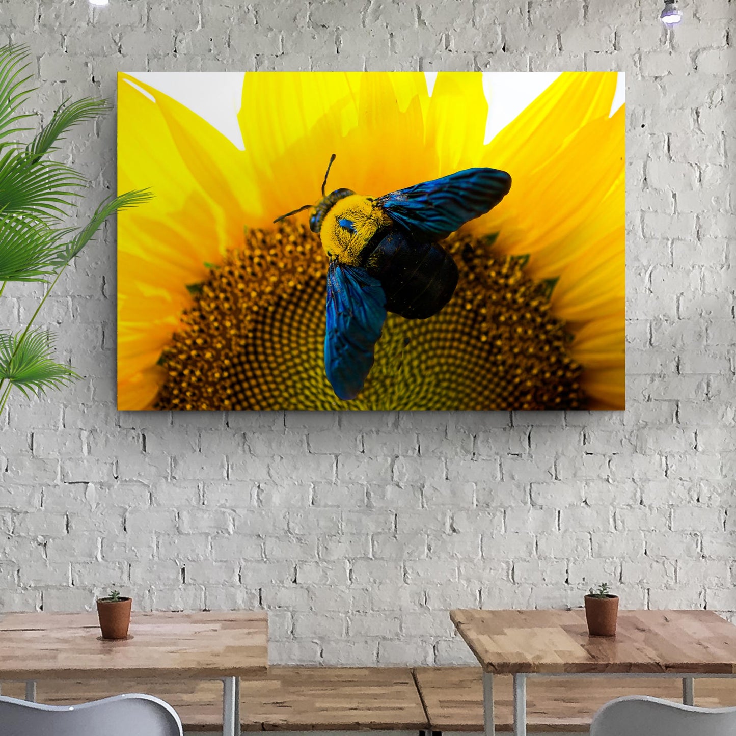 Hoverfly Sunflower Ballet Canvas Wall Art