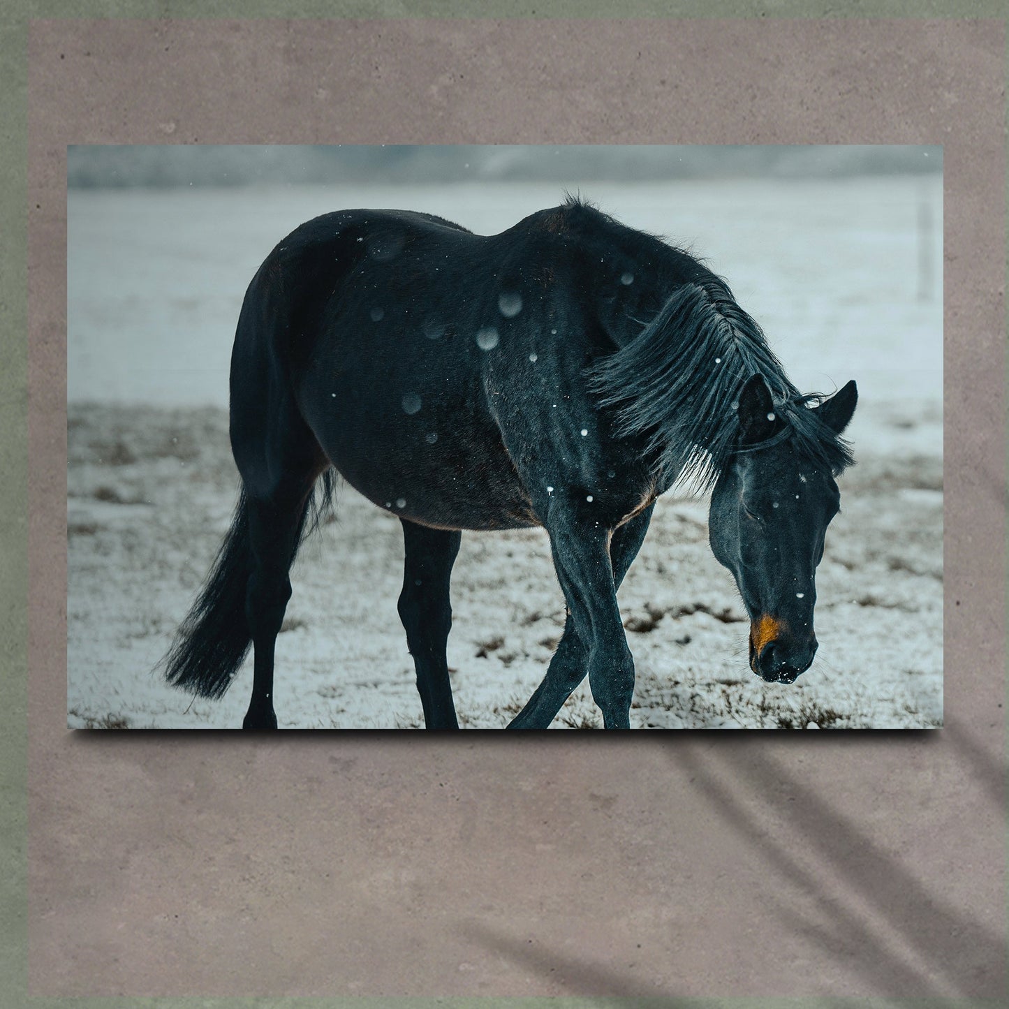 Winter Elegance  Black Horse in Cattle Canvas Wall Art