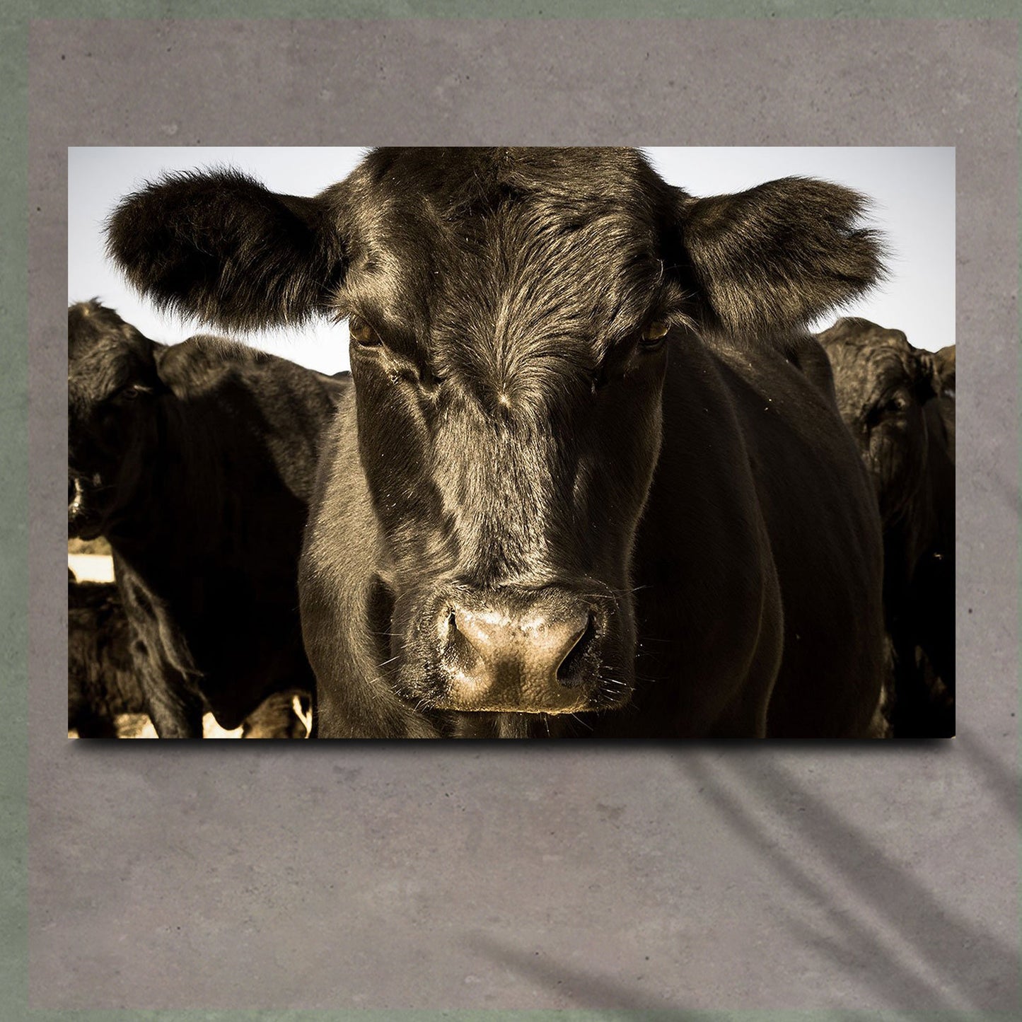 Angus Bull Silhouette in Black Canvas Wall Art