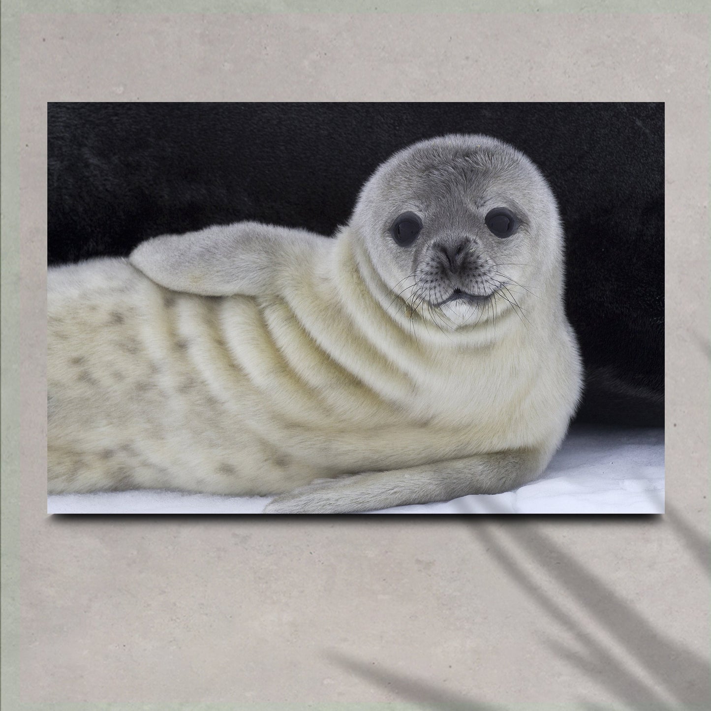 Canvas Wall Art  Adorable Arctic Seal Pup