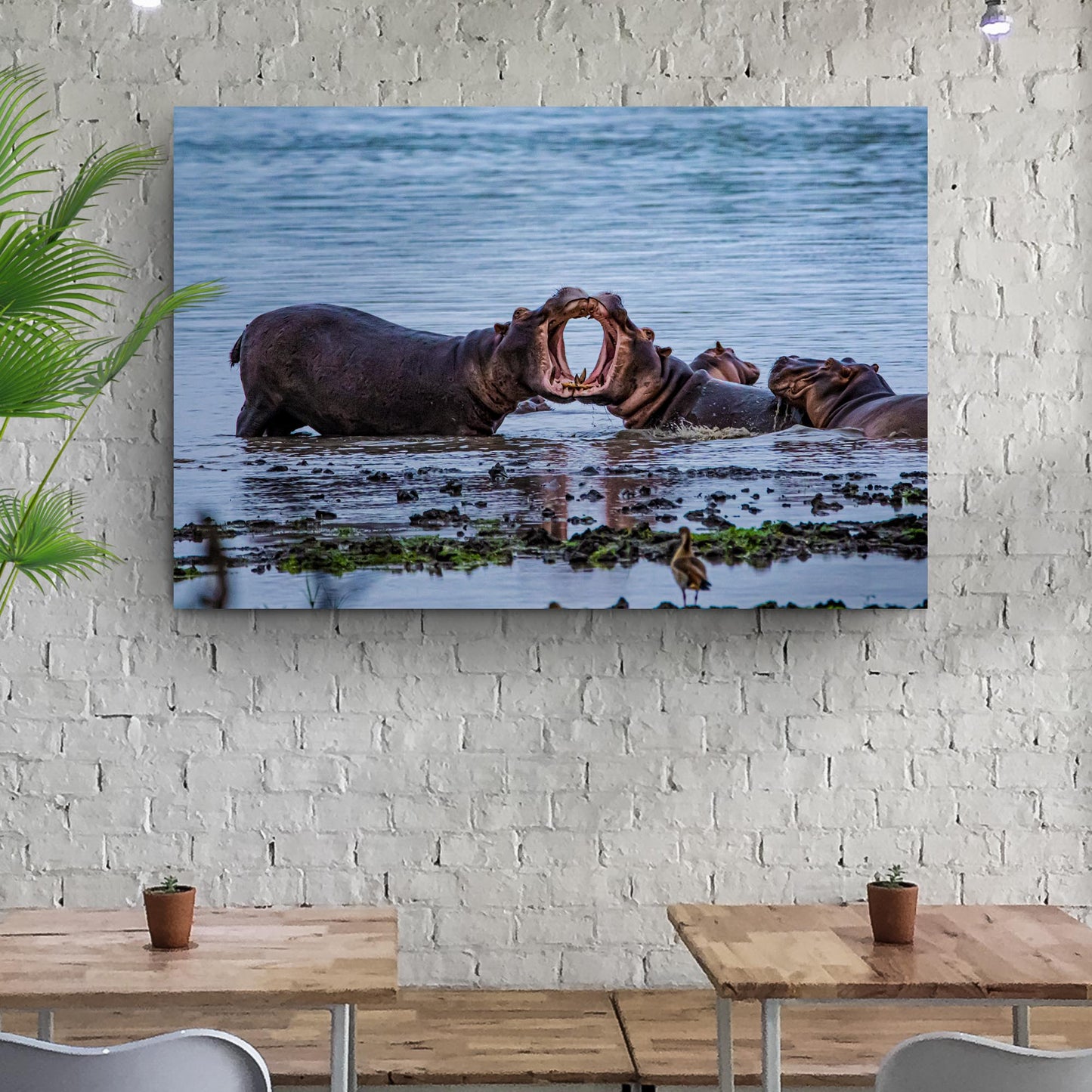 Hippo Havoc Clash of Hippos Canvas Wall Art