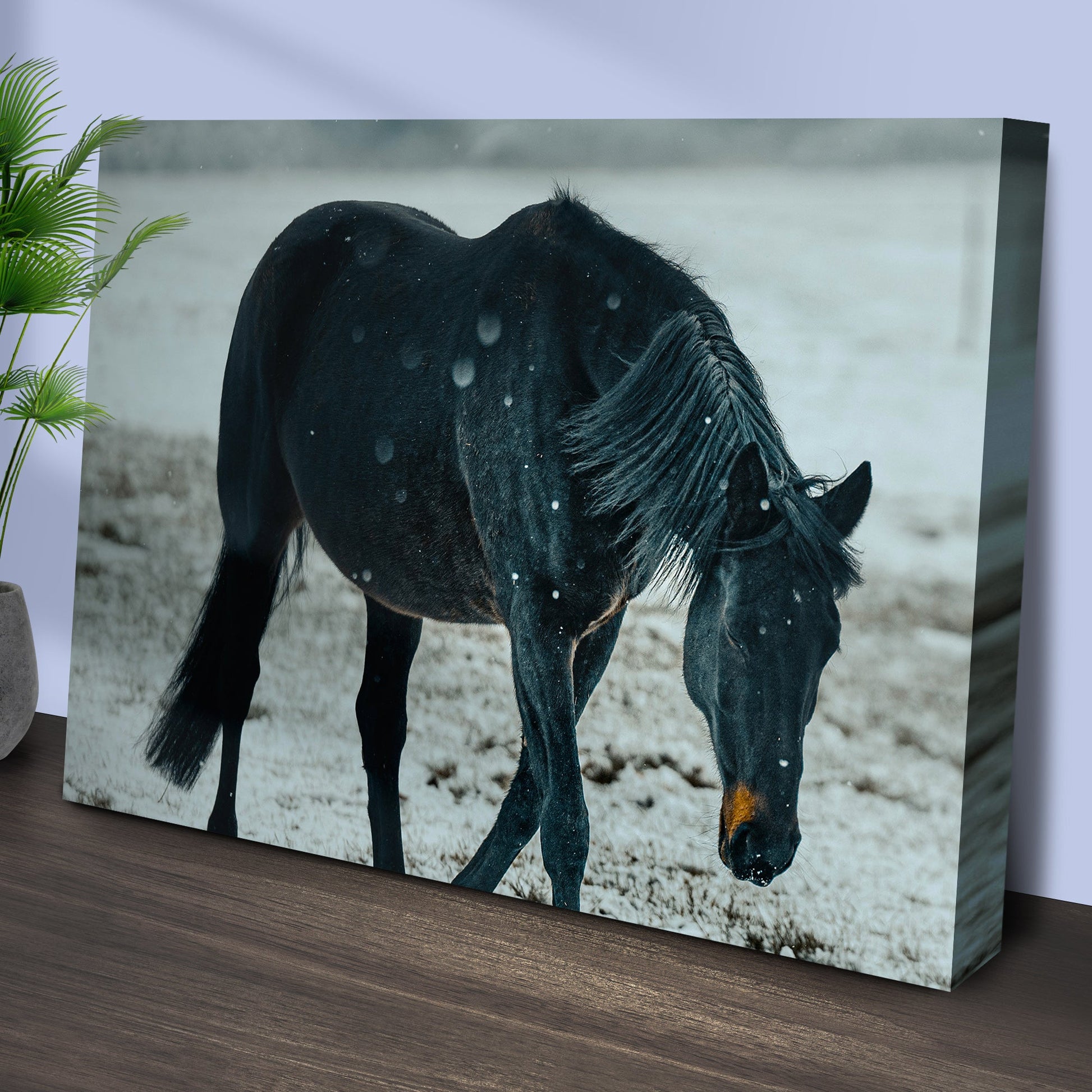 Winter Elegance  Black Horse in Cattle Canvas Wall Art