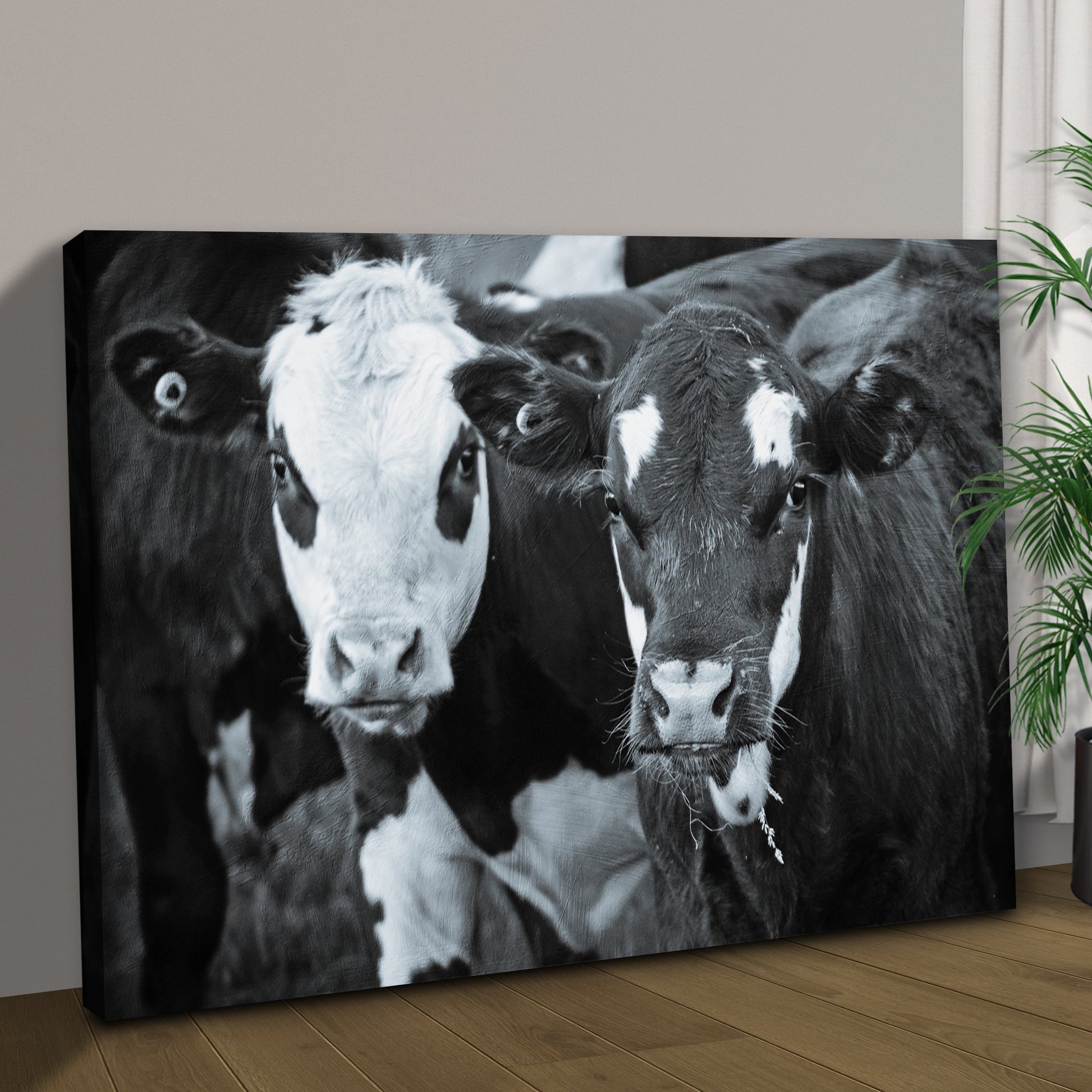 Grazing in Monochrome Cows Canvas Wall Art