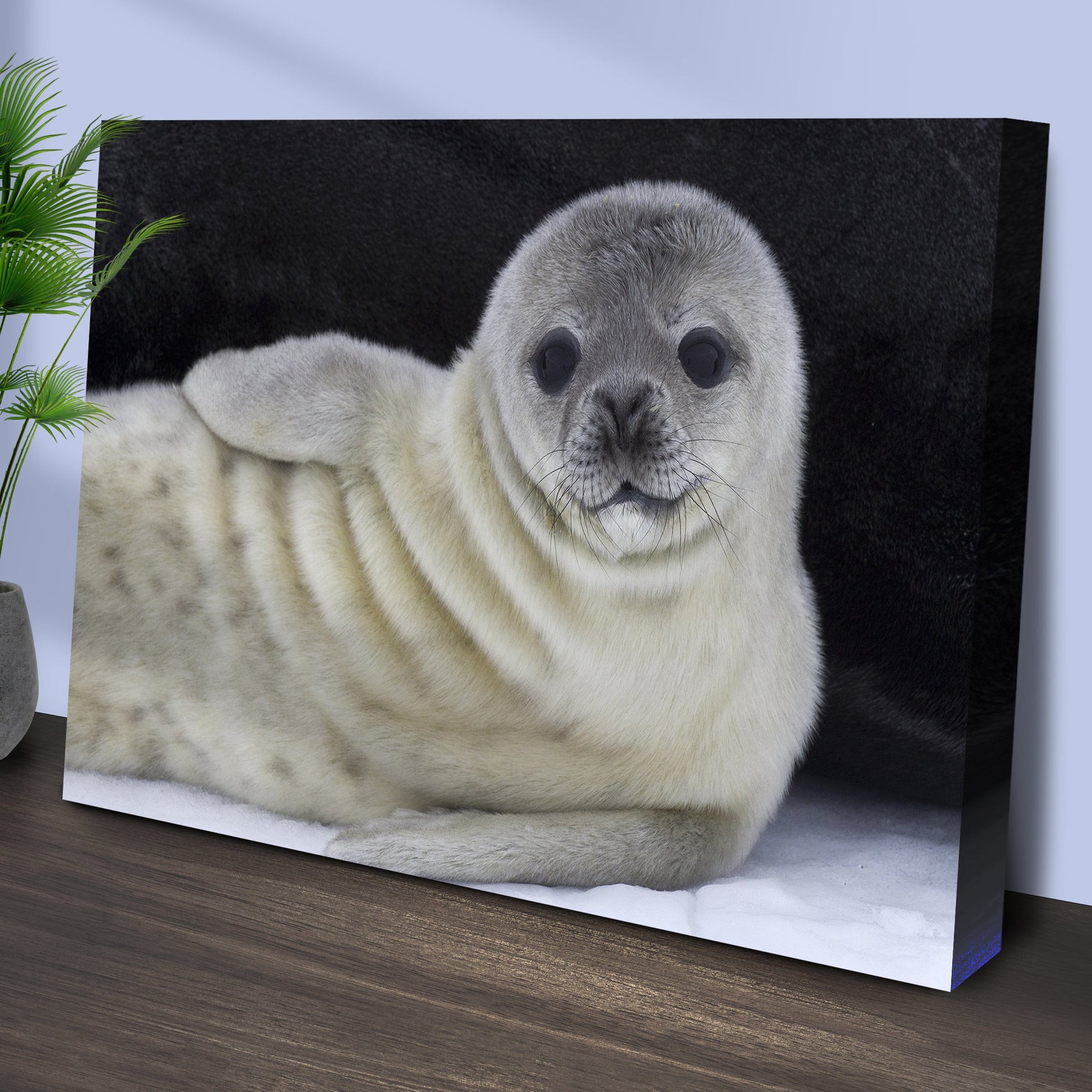 Canvas Wall Art  Adorable Arctic Seal Pup