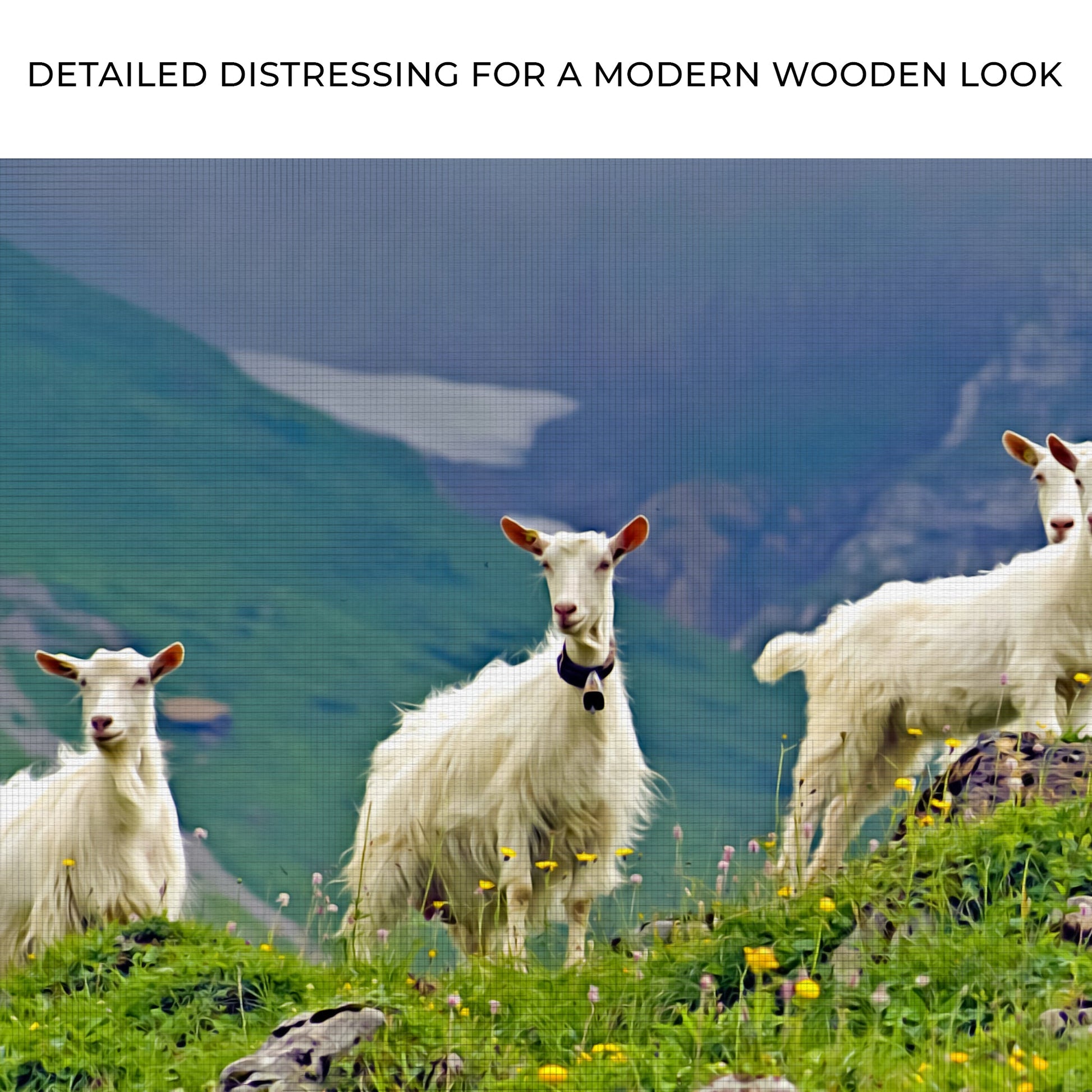 Attentive Mountain Goats  Canvas Wall Art