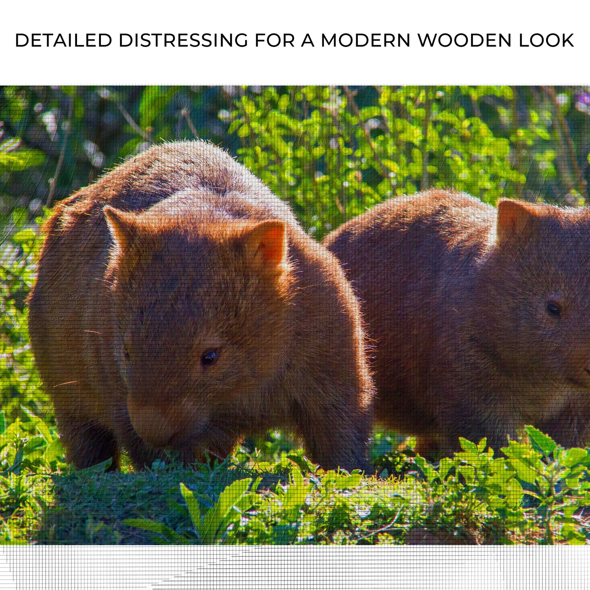 Wombat Habitat Canvas Wall Art