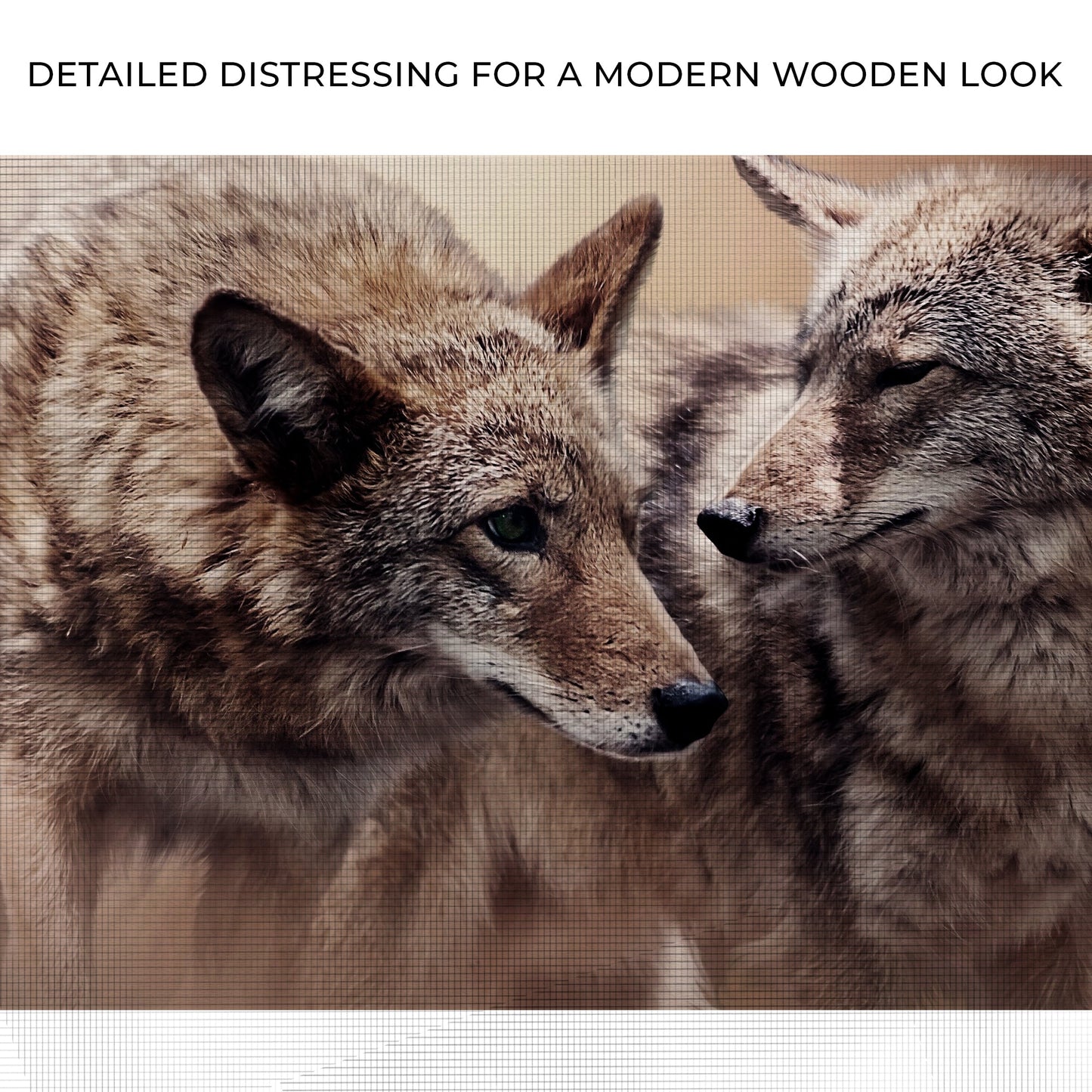 Coyote Pair in the Woods Canvas Wall Art