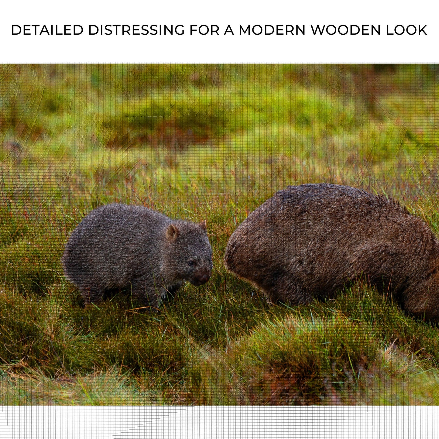 Wombat in the Field  Canvas Wall Art with Serene Vibes