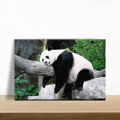 Lazy Day for a Panda  Canvas Wall Art in the Forest