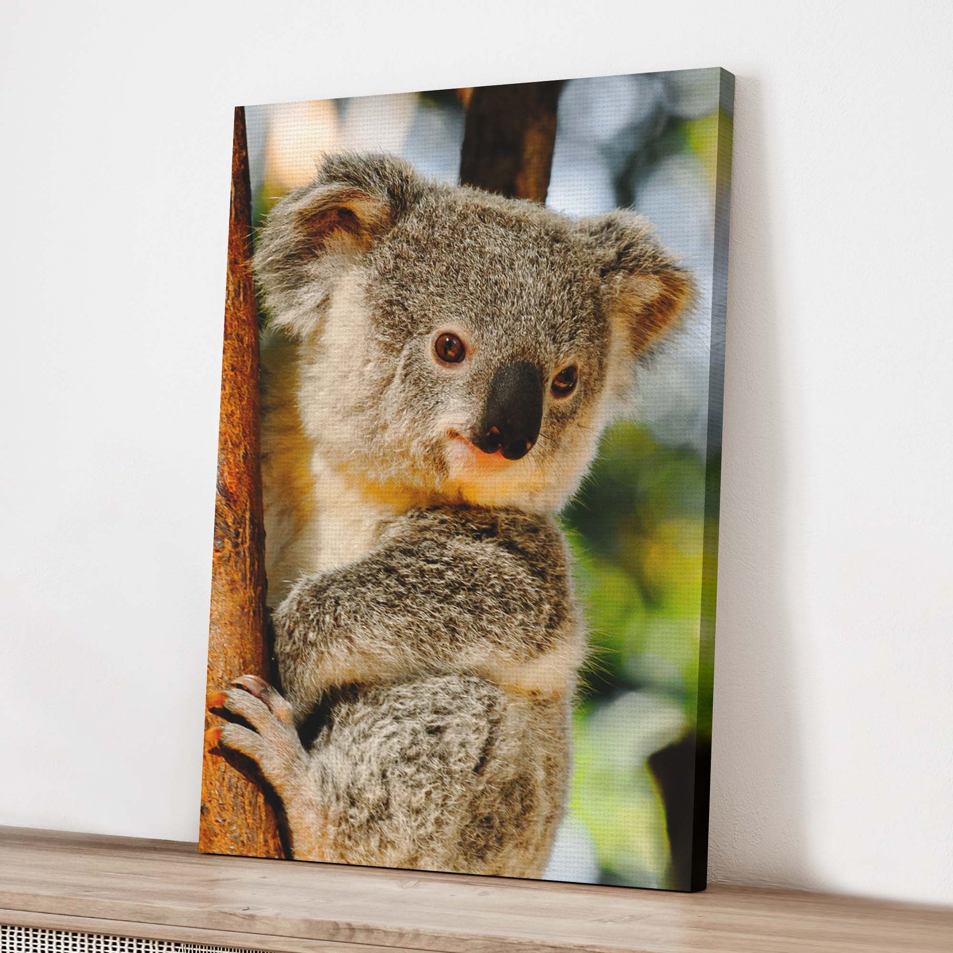 Photogenic Koala  Canvas Wall Art in the Forest