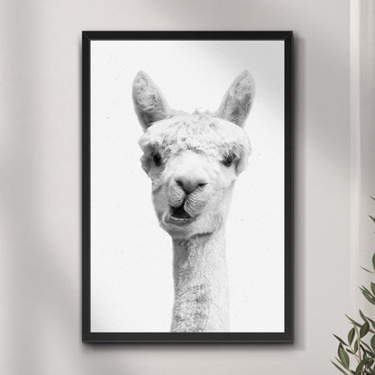 Alpaca Chew Time Black and White Portrait Canvas Wall Art