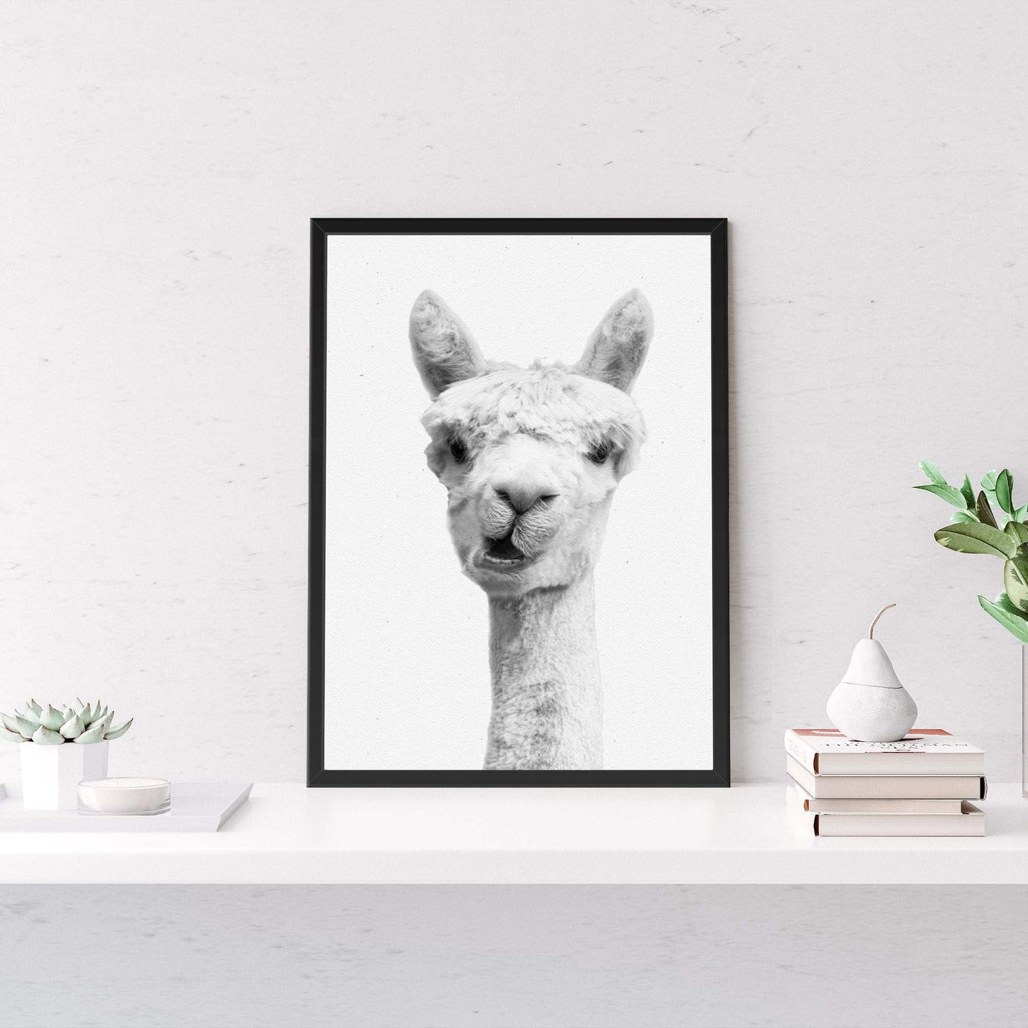 alpaca chew time black and white portrait canvas wall art